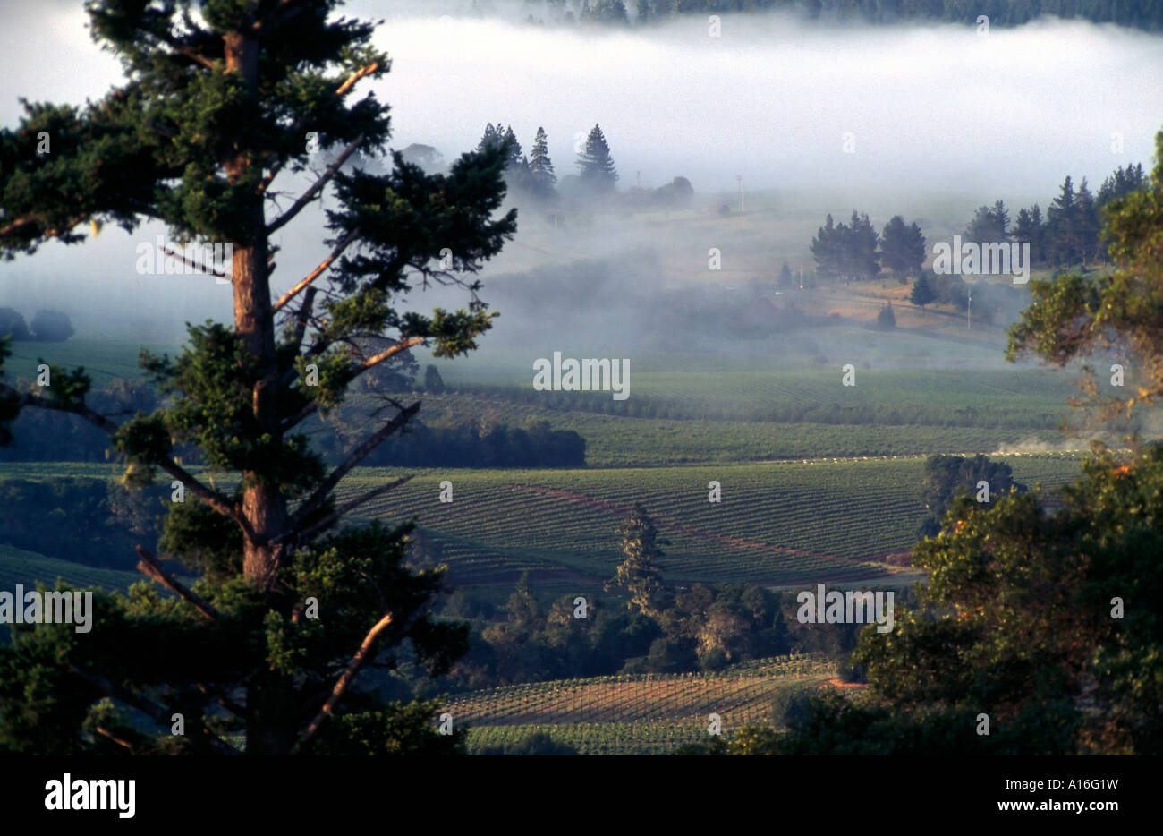 Weinberge im Morgennebel Anderson Valley Kalifornien USA Stockfoto