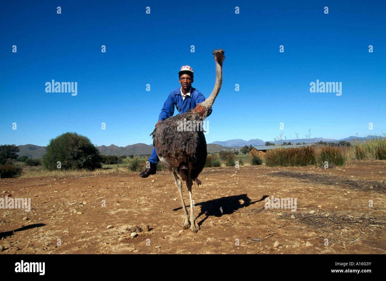 Mitarbeiter zeigen ein Strauß auf einem Strauß Reiten Bauernhof Kleine Karoo in Südafrika Stockfoto