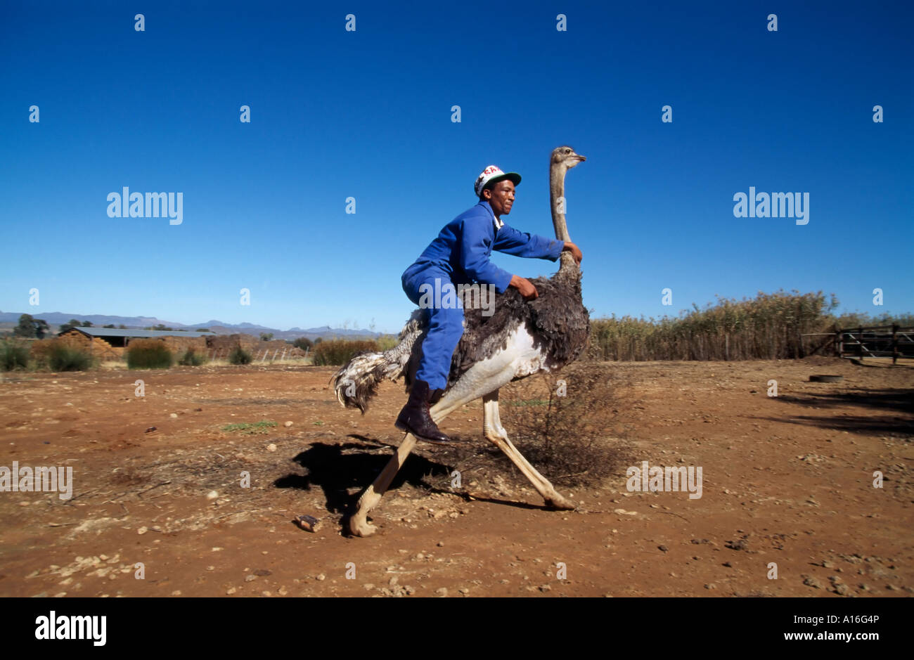 Mitarbeiter zeigen ein Strauß auf einem Strauß Reiten Bauernhof Kleine Karoo in Südafrika Stockfoto