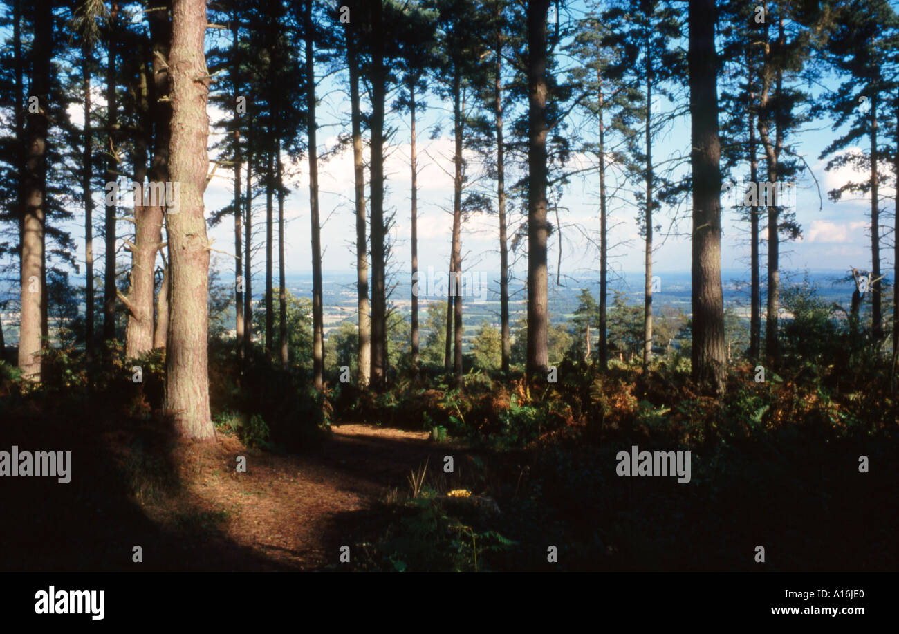 Blackdown Forest an der Grenze zu Surrey Sussex bei Haslemere, England, Großbritannien, mit Blick auf die South Downs Stockfoto