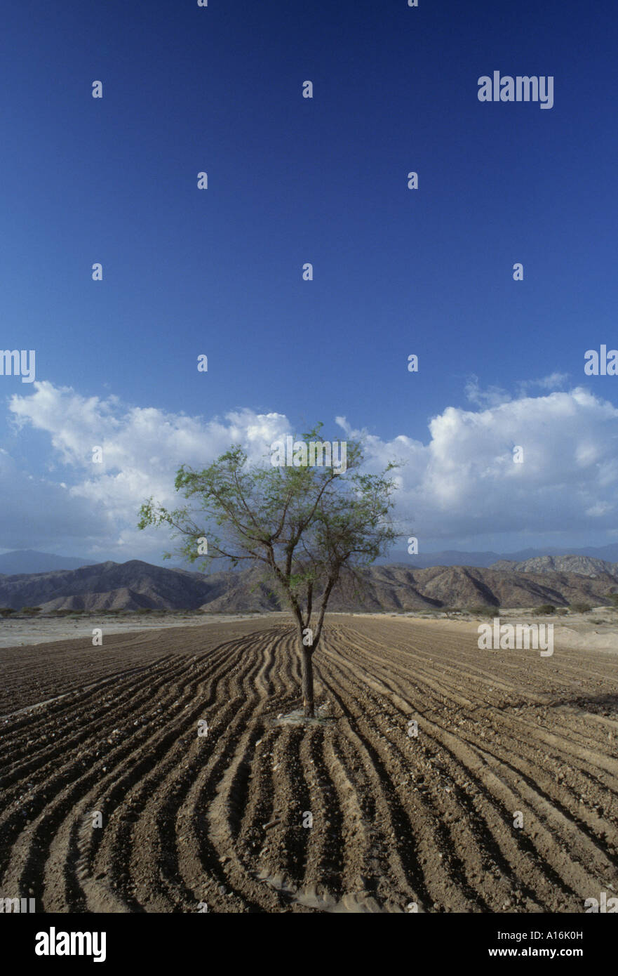 Acker in der Nähe von Rada Jemen Stockfoto