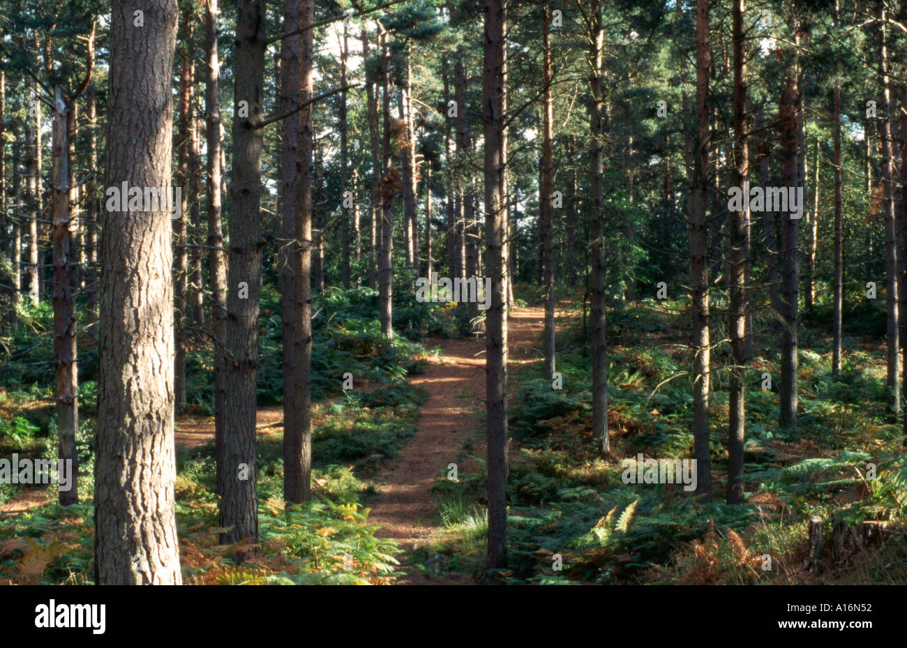 Waldweg durch Bäume im Blackdown Forest an der Grenze zu Surrey Sussex bei Haslemere in England Großbritannien Stockfoto