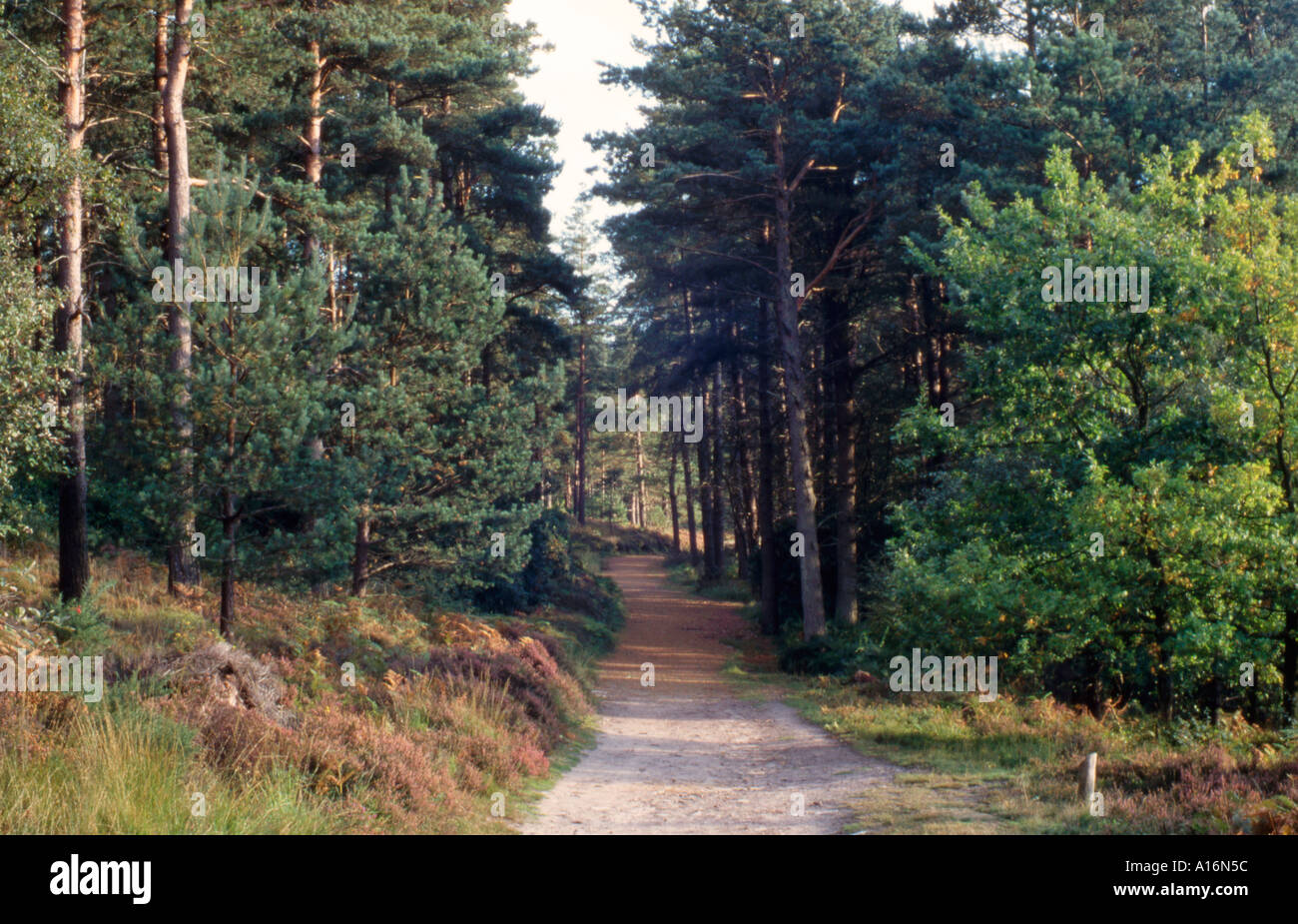 Blackdown Forest mit Pfad, in der Nähe von Haslemere, Surrey / Sussex Border, England, Großbritannien Stockfoto