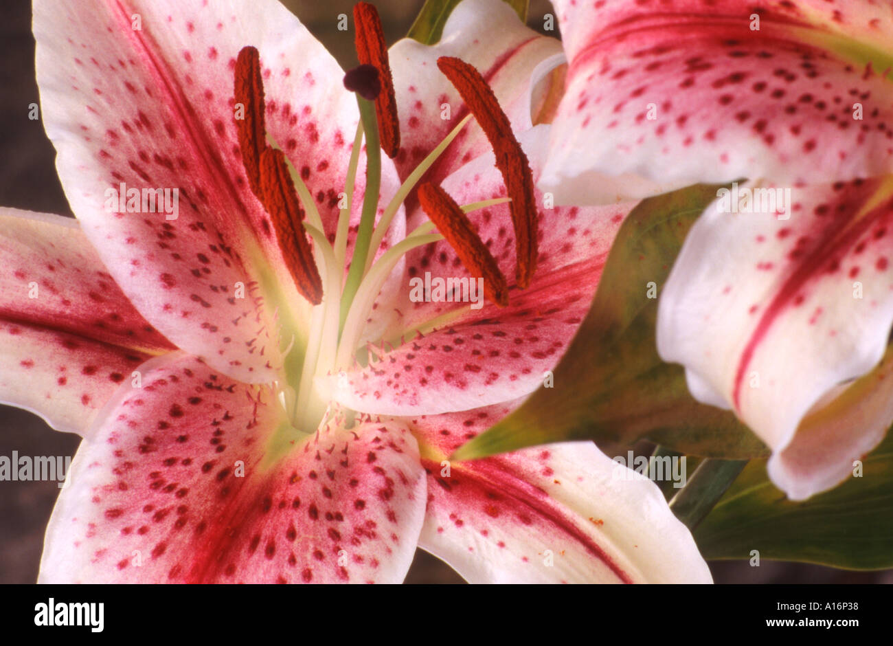 Orientalische Lilie Stargazer - Lilium Stargazer Nahaufnahme Stockfoto