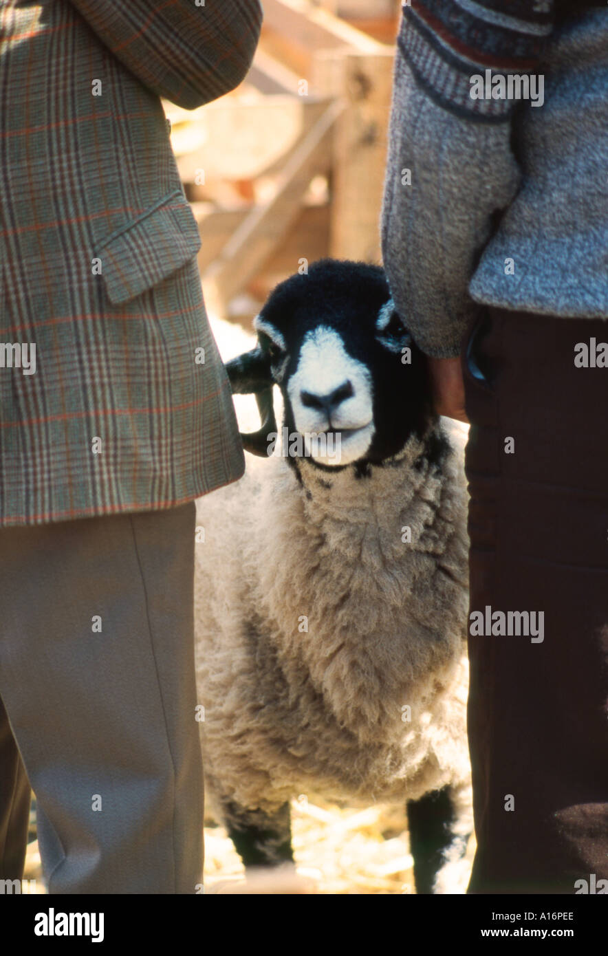 Ein Schaf schaut in die Kamera zwischen zwei Bauern auf der Masham Schafe Fair landwirtschaftliche Messe, Yorkshire, England UK Stockfoto