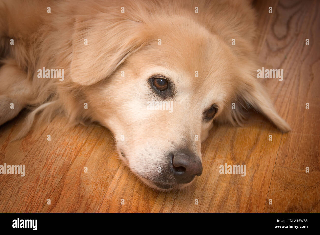 Hund liegend auf Holzboden golden Retriever gelb Lab Mischkopf müde Schuss Melancholie ausgepumpt Blick Stockfoto