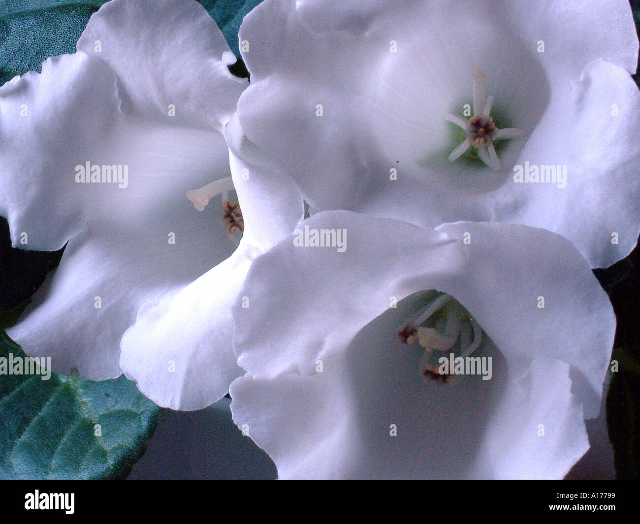 Weiße Gloxinia Sinningia Speciosa Kaiserin F1 es war eine Pflanze aus diesen Samen die reinweißen Blüten Usuall produziert Stockfoto