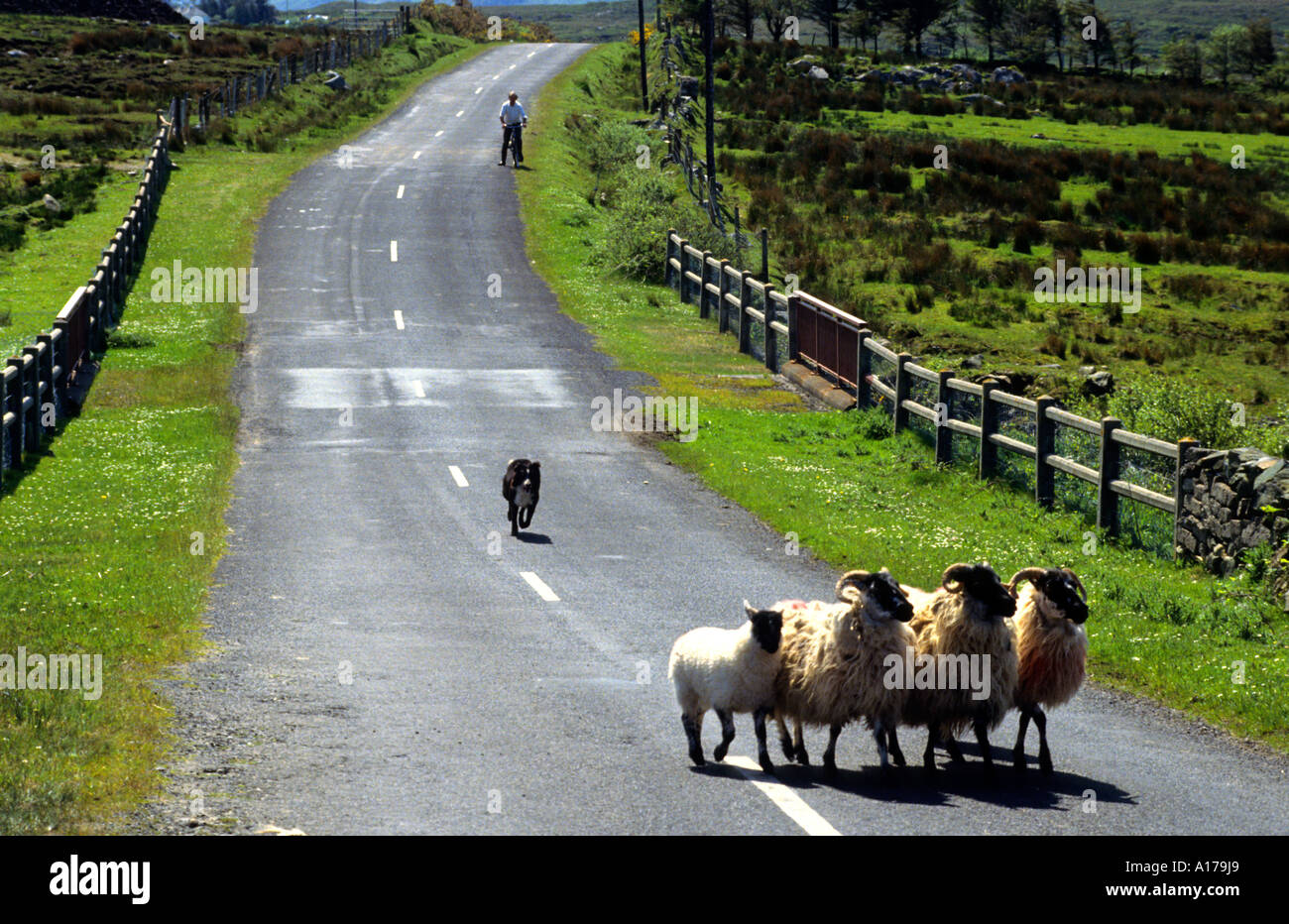 Zu Fuß von Hungersnot Irland irische Schaffarm Bauer Stockfoto