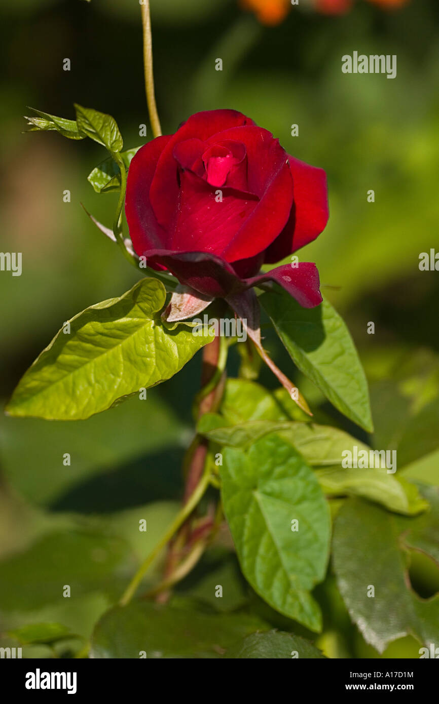 rote rose Stockfoto
