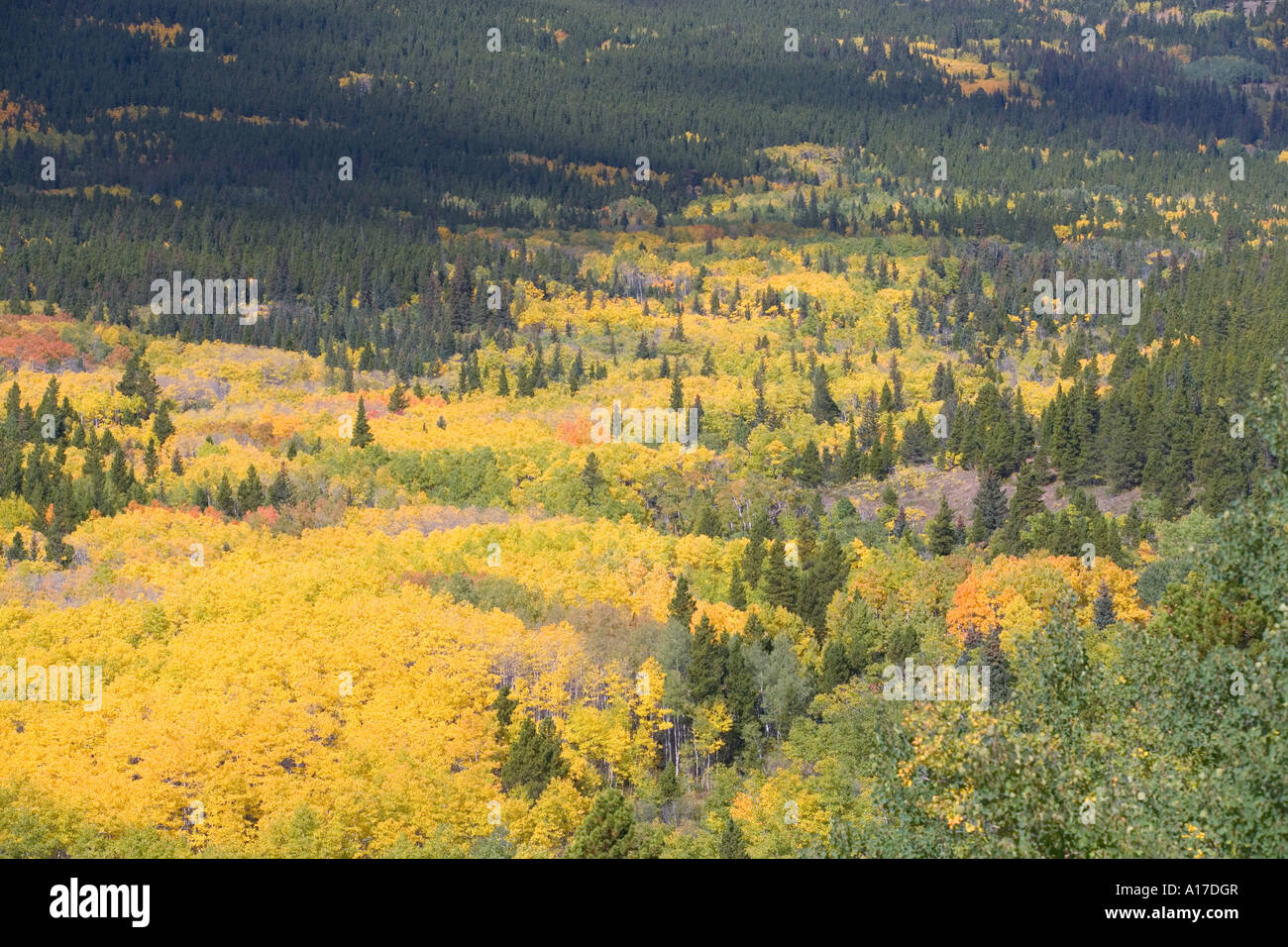 Farben des Herbstes mit Espe Bäume in Northern Colorado Stockfoto