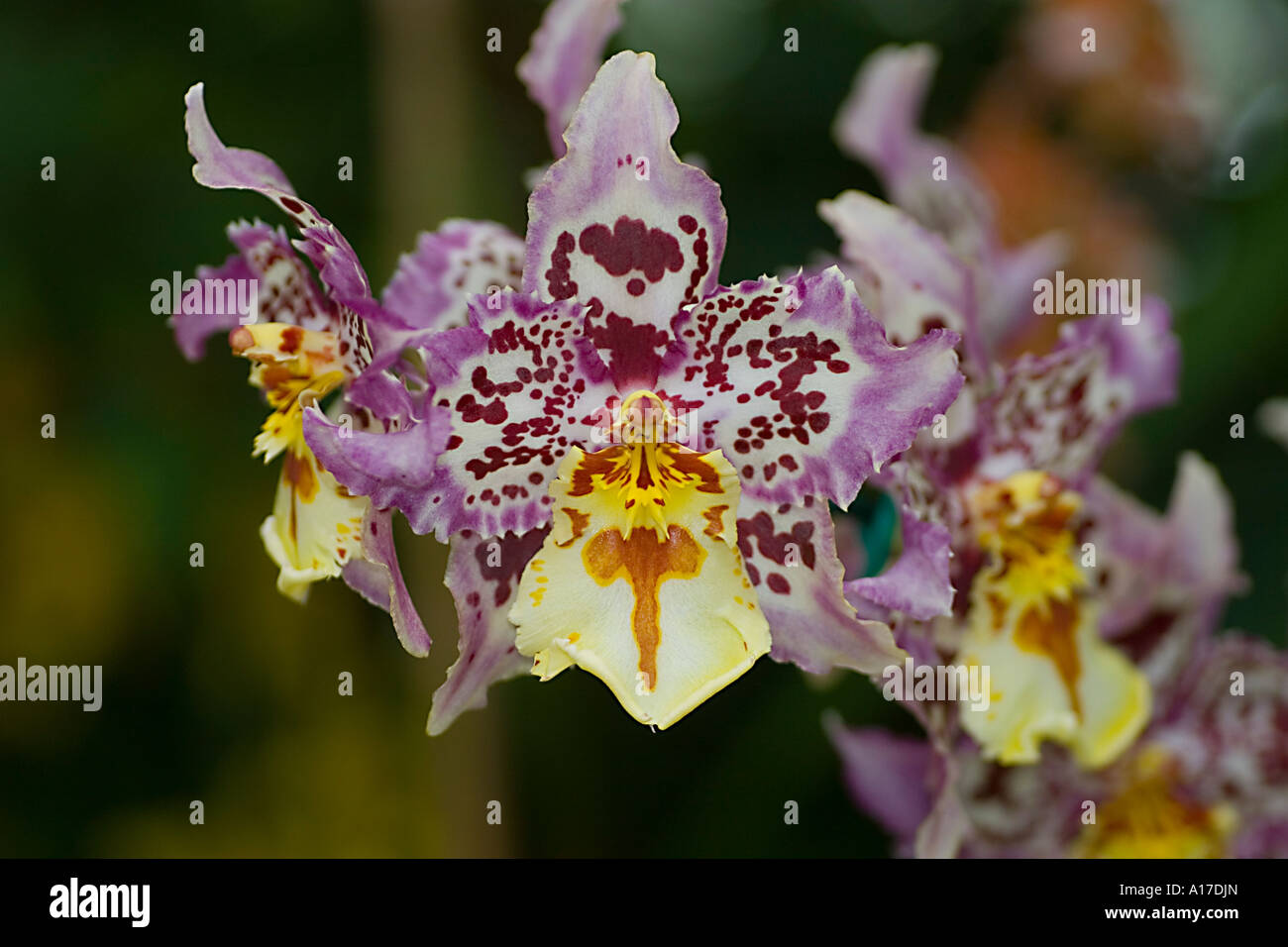 Orchideen Stockfoto