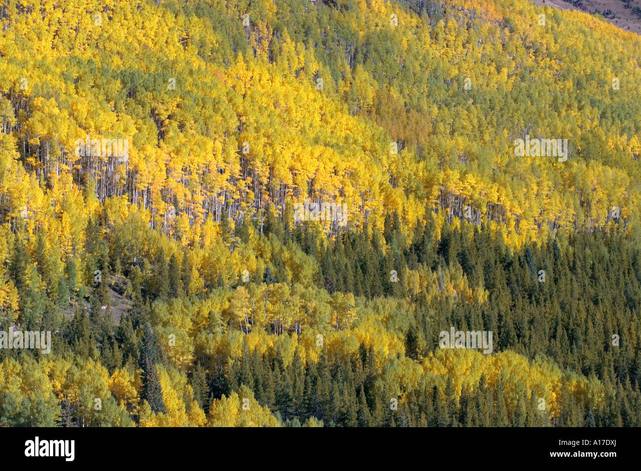 Espe Bäume und Herbstfarben in Northern Colorado Bergen Stockfoto