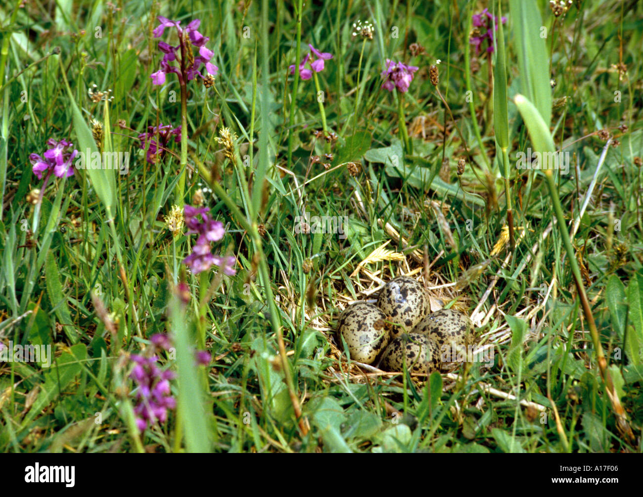 Orchis Morio mit Nest ein Kiebitz Stockfoto