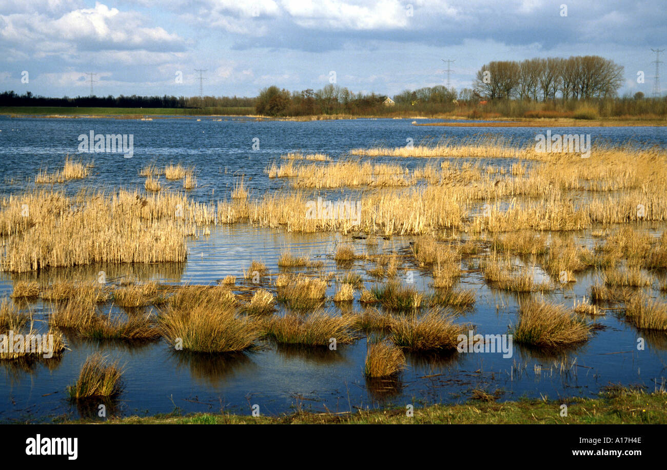Gelbe Schilf und Binsen im Biesbosch Nationalpark, Holland Stockfoto