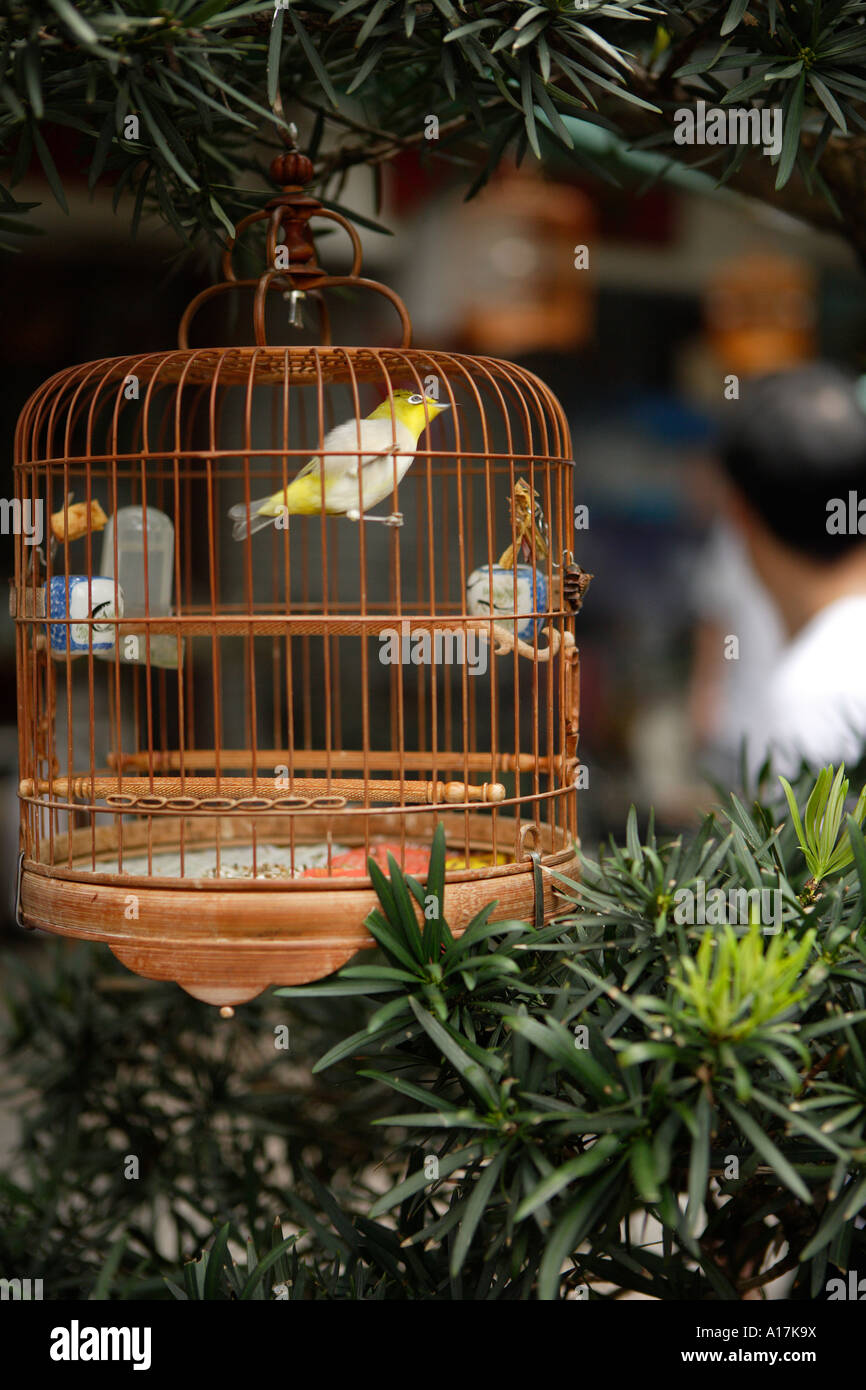 Die Vogel- und Blumenmarkt, Kowloon. Stockfoto