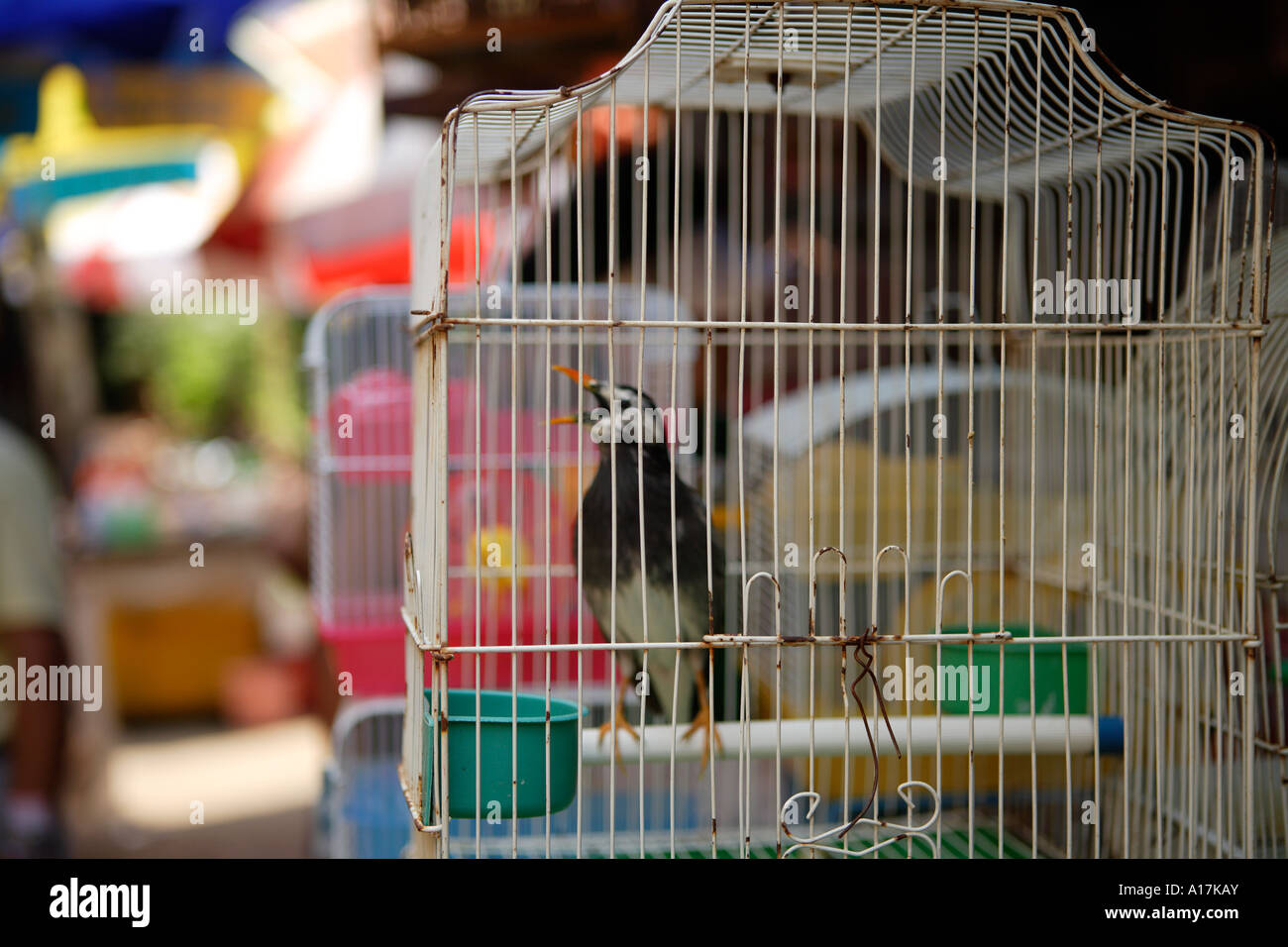 Vogel und Insekt Markt, Shanghai, China. Stockfoto