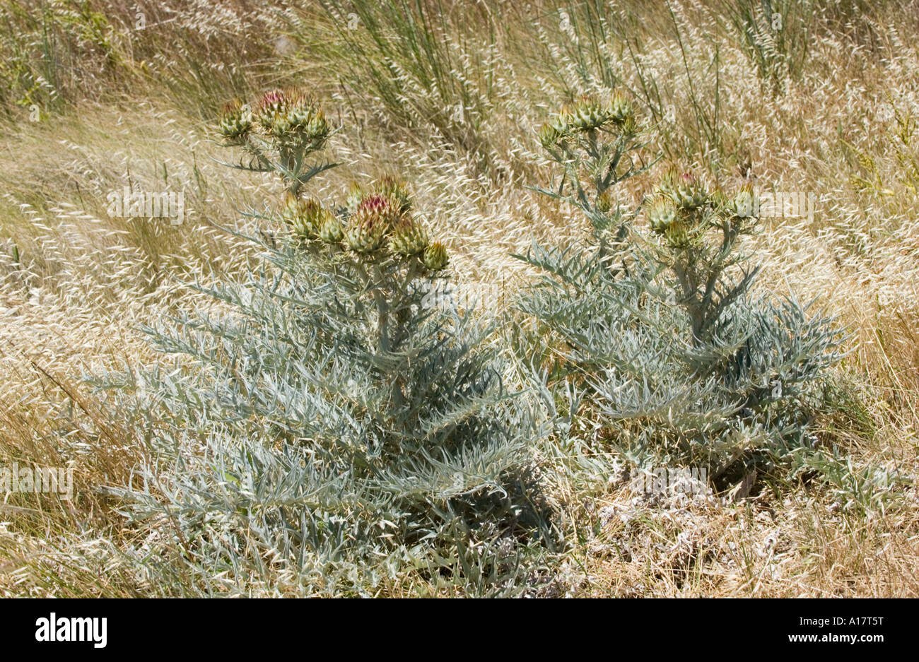 Distel (Blütenstandsboden Mariana) Balneario El Condor, Patagonien, Argentinien, Südamerika Stockfoto