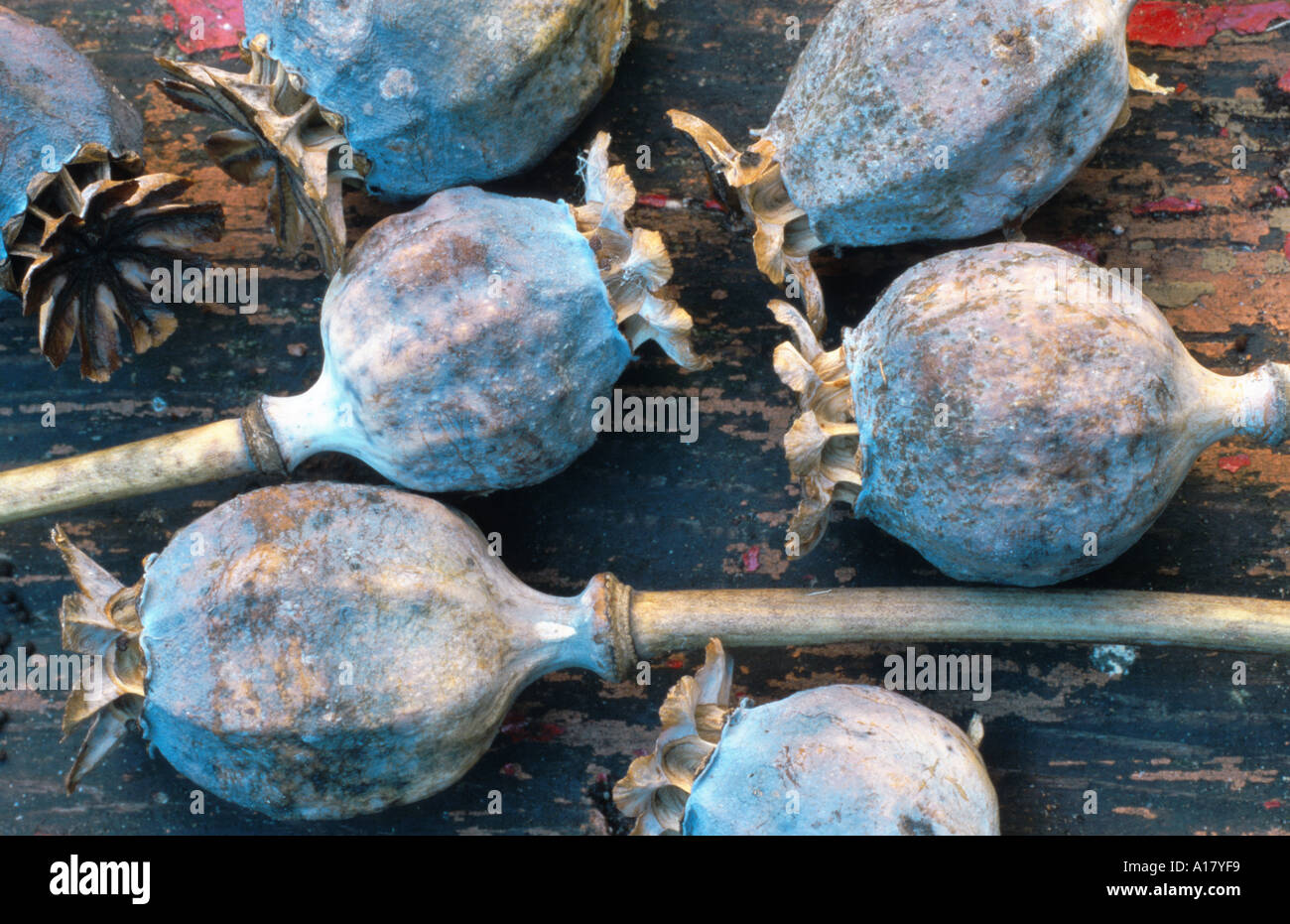 Opium Mohn (Papaver Somniferum), Reife Früchte Stockfoto