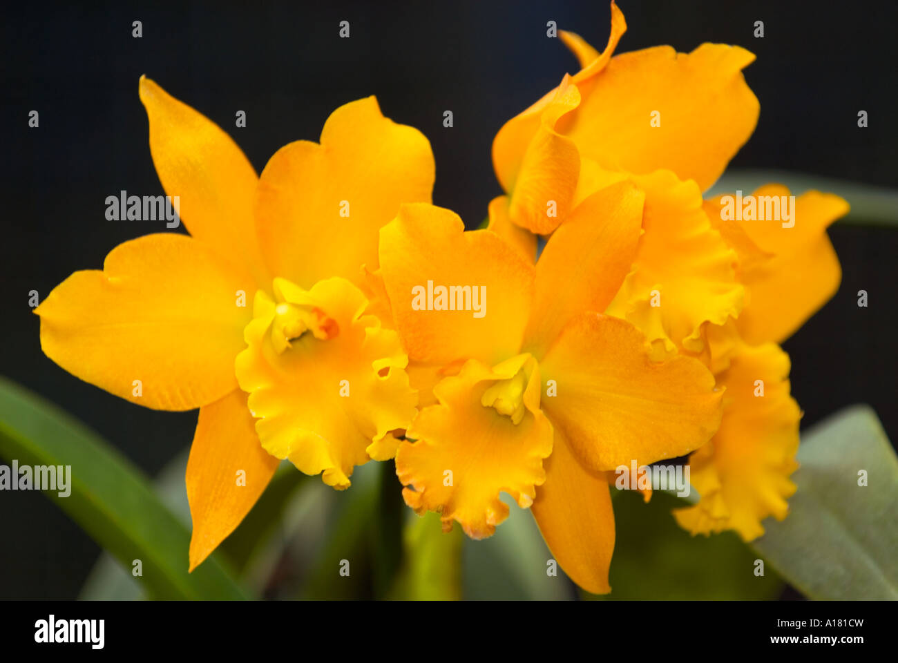 gelb orange Dendrobium Orchideen blühen Risp in Garten Singapur Asien Stockfoto