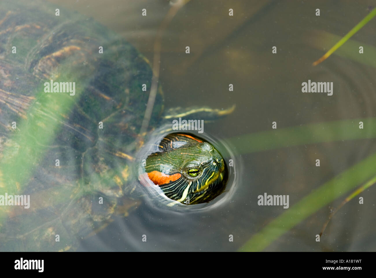 Redeared rot-Schmuckschildkröte rote eared Ohr Schildkröte turtle Tierbeobachtung im Sungei Buloh WETLAND RESERVE Singapur Asien Stockfoto