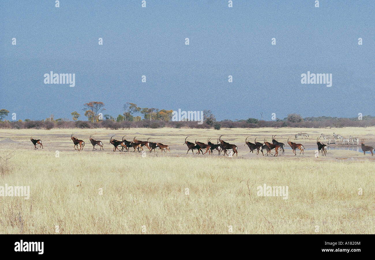 Herde von Sable zu Fuß in der Kennedy Pan Hwang Nationalpark Simbabwe Stockfoto