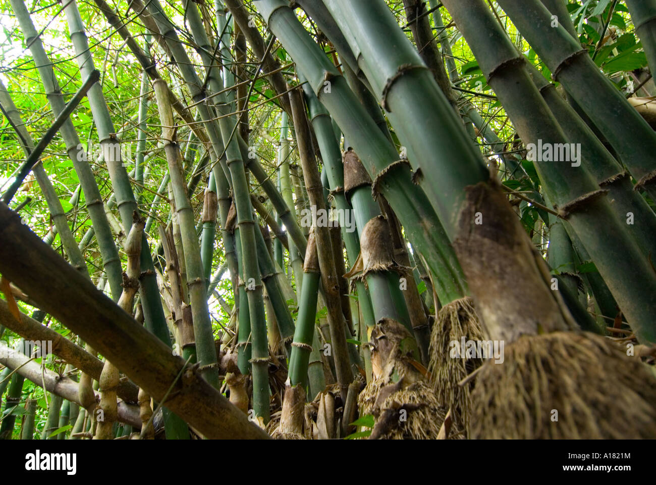 Wurzeln eines Baumes Riesenbambus Pflanzen Wald Holz Regenwald Dschungel  ASIA Singapore Stockfotografie - Alamy