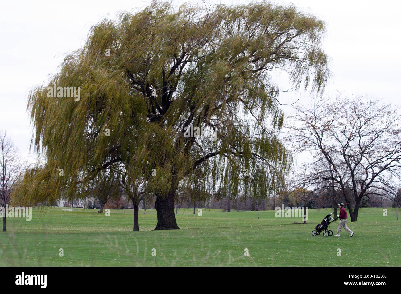 Golf. Baum. Stockfoto