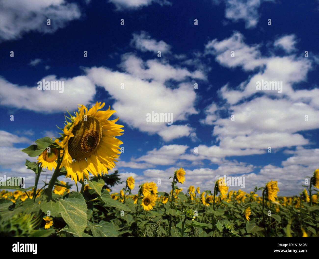Feld von Sonnenblumen Albuera nahe Badajoz Andalusien Spanien N Blythe Stockfoto
