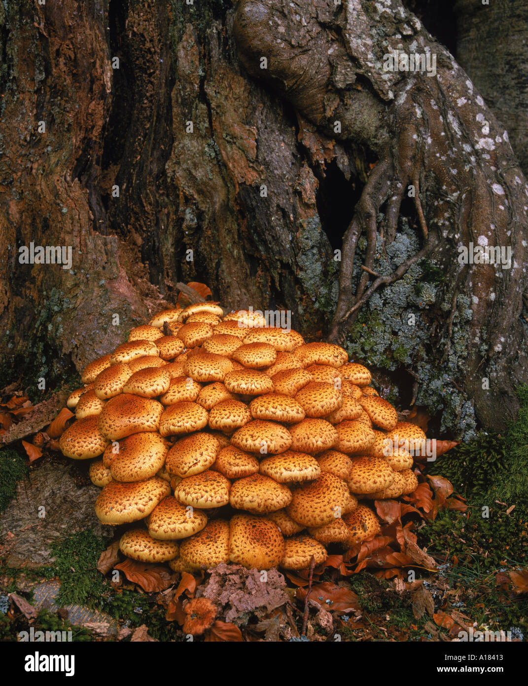 Pilze wachsen aus einer Baumwurzel im New Forest Hampshire England N Blythe Stockfoto