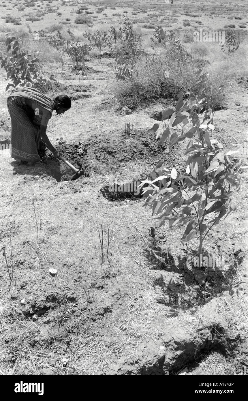 Ländliche Frau, die in einem von der Gemeinde betriebenen Wiederaufforstungsprogramm in einem von Trockenheit bedrohten Gebiet von Gujarat Baumknödel pflanzt. Indien Stockfoto