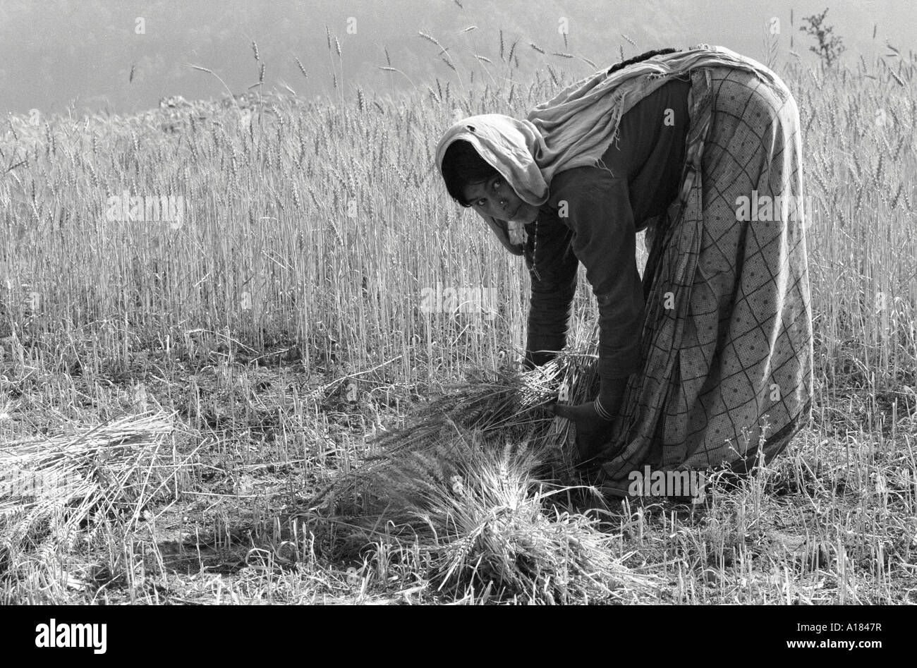 B/W einer Garwhali-Frau, die Gerste von Hand in den Ausläufern des Himalaya erntet. Uttarkashi, Garhwal Himal, N.Indien Stockfoto