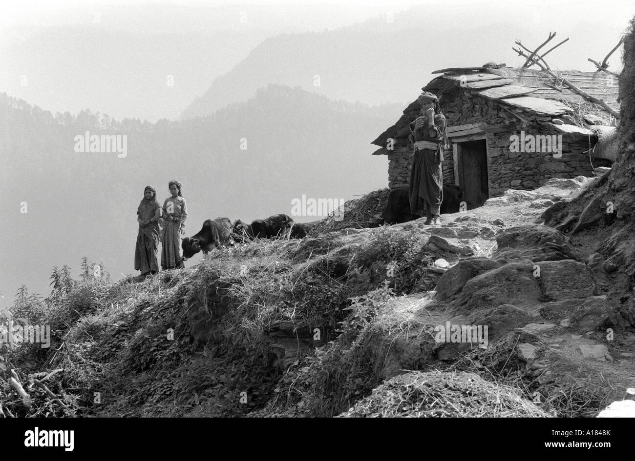 B/W-Landschaft von drei Dorfmädchen mit Viehbestand außerhalb ihres aus Stein erbauten Hauses am Berghang. Uttarkashi, Garwhal Himal, N. Indien Stockfoto