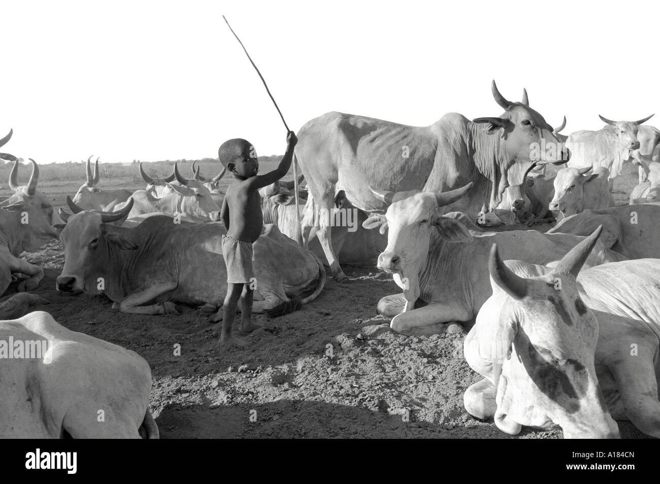 S/W eines sehr jungen, ländlichen Oromo-Jungen, der einen Stock schwingt und seine Fähigkeiten im Umgang mit Rindern übt. Nr Wajir, Kenia, Ostafrika Stockfoto