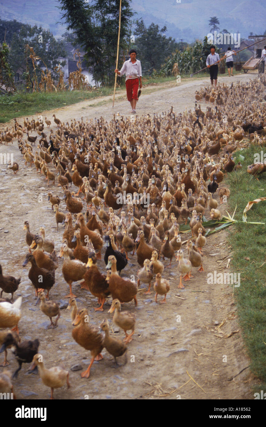 Herde von Enten getrieben entlang einer Straße in Xingwan Sichuan China A C Waltham Stockfoto