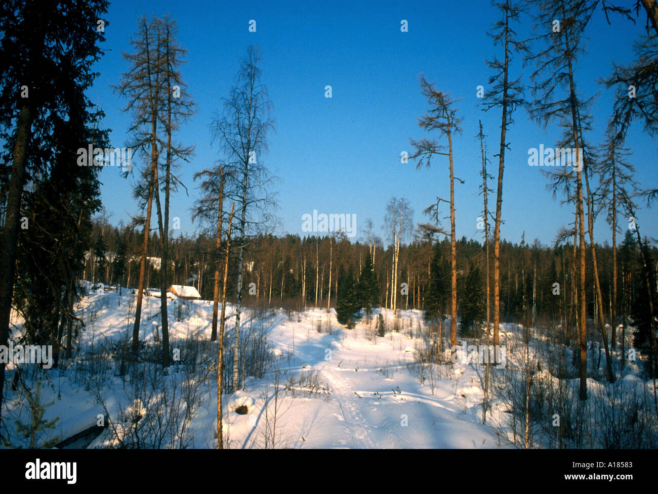 Wälder des Nationalparks Pinega im Winter Archangelsk Russland A C Waltham Stockfoto