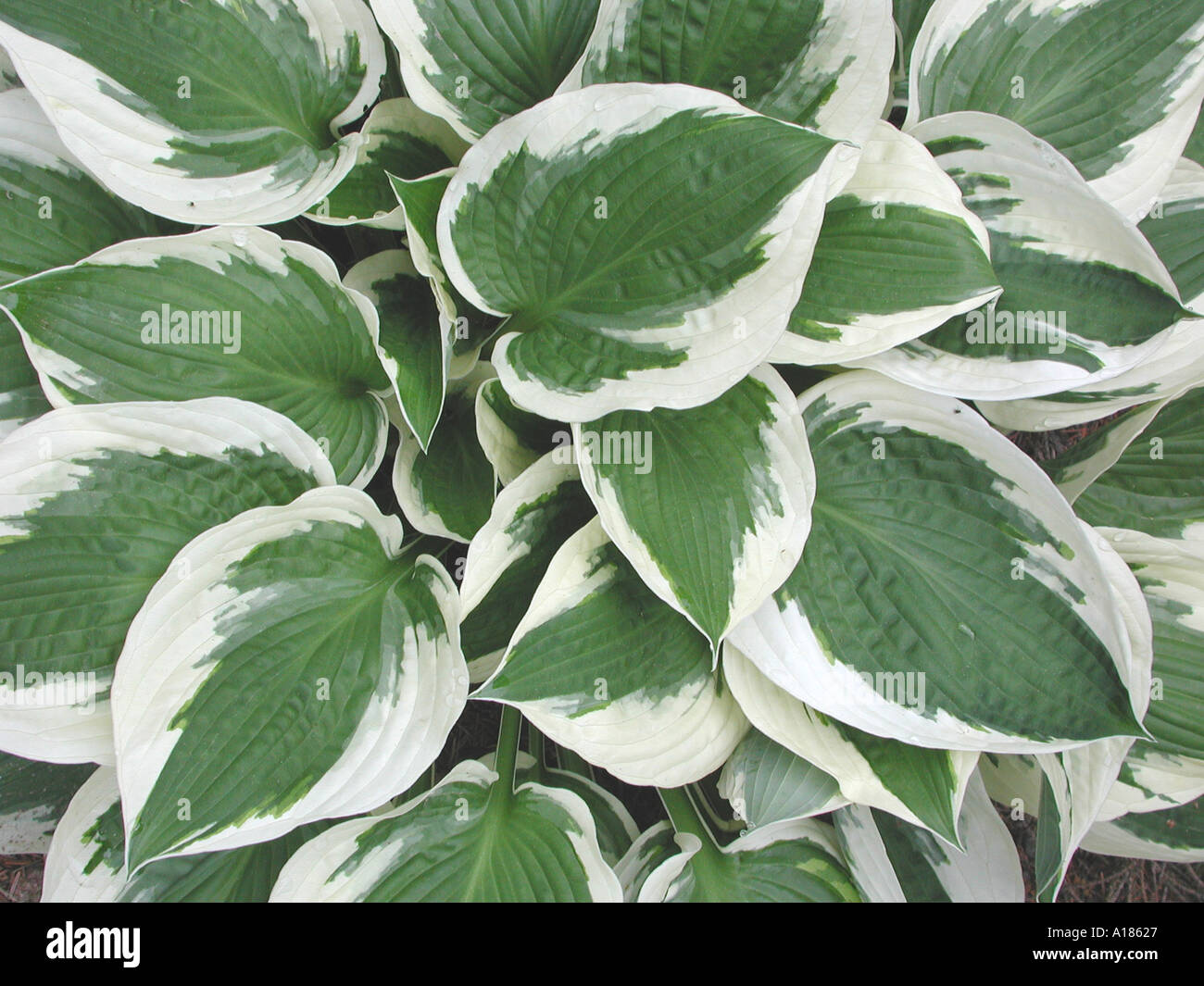 Weißen und grünen Hosta Pflanze Stockfoto, Bild: 99879 - Alamy Weißen und grünen Hosta Pflanze Stockfoto, Bild: 99879 - Alamy