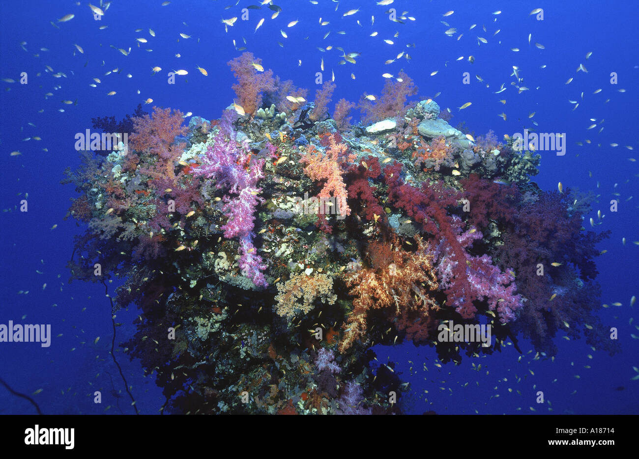 Gemischte Korallen und Anthias auf Coral Pinnacle 26 Meter Rotes Meer Sudan F J Jackson Stockfoto