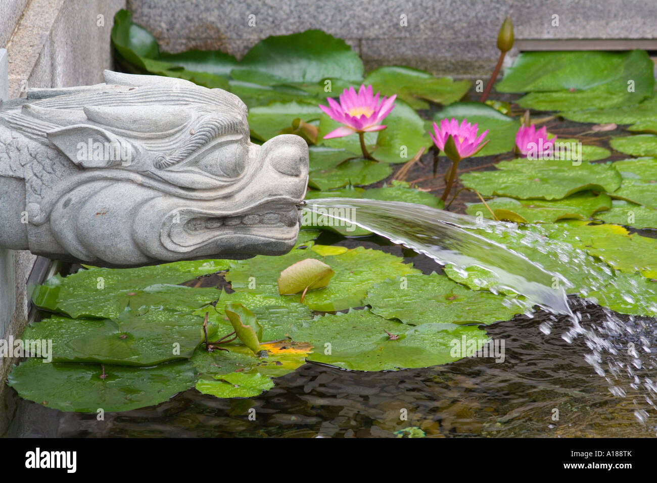 Lotus-Teich im Inneren Chi Lin Nunnery Hong Kong China Stockfoto