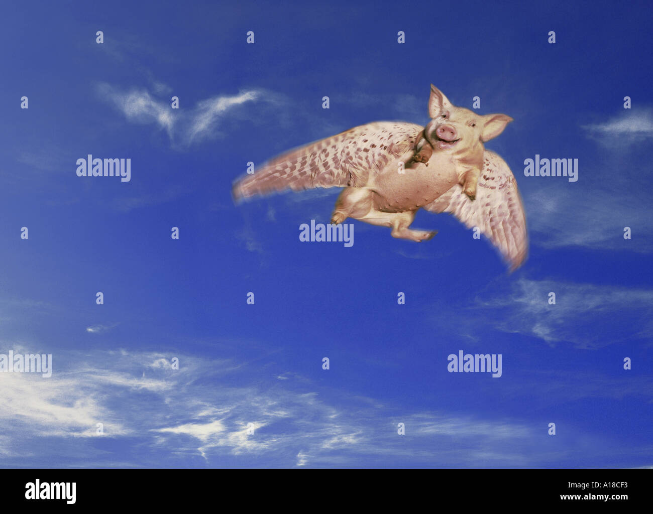 Fliegendes Schwein Stockfoto