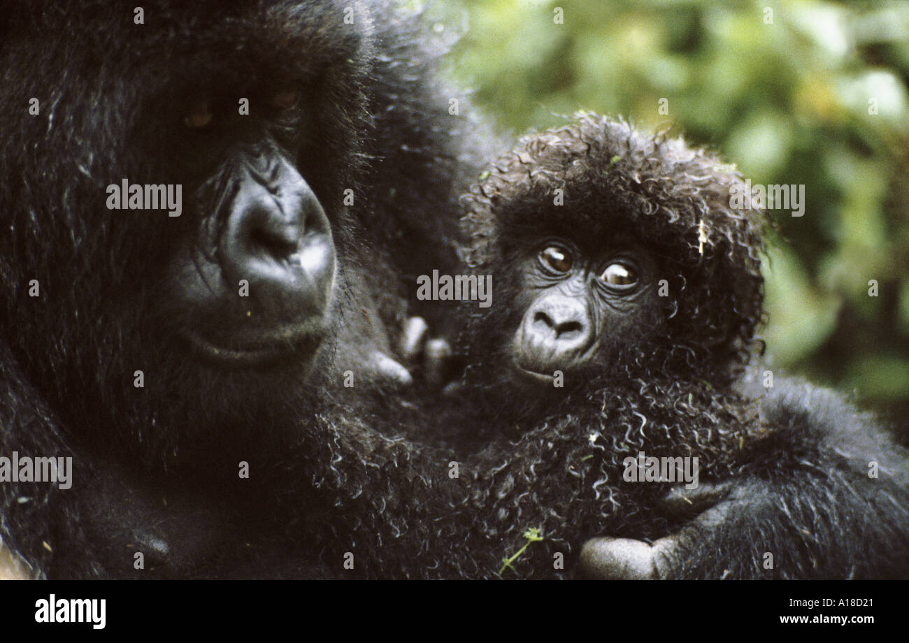 Mutter und baby Berggorilla Ruanda Fotograf Sjaak van Den Nieuwendijk Stockfoto