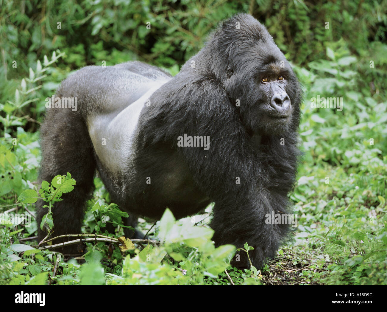 uganda-gorillas-stockfotos-und-bilder-kaufen-alamy