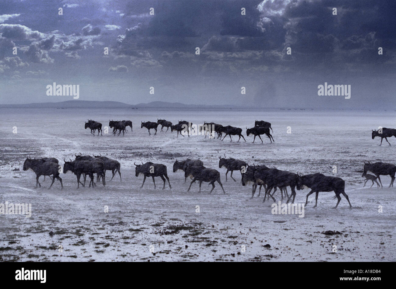 Gnus nach Regen Sturm Amboseli, Kenia Stockfoto