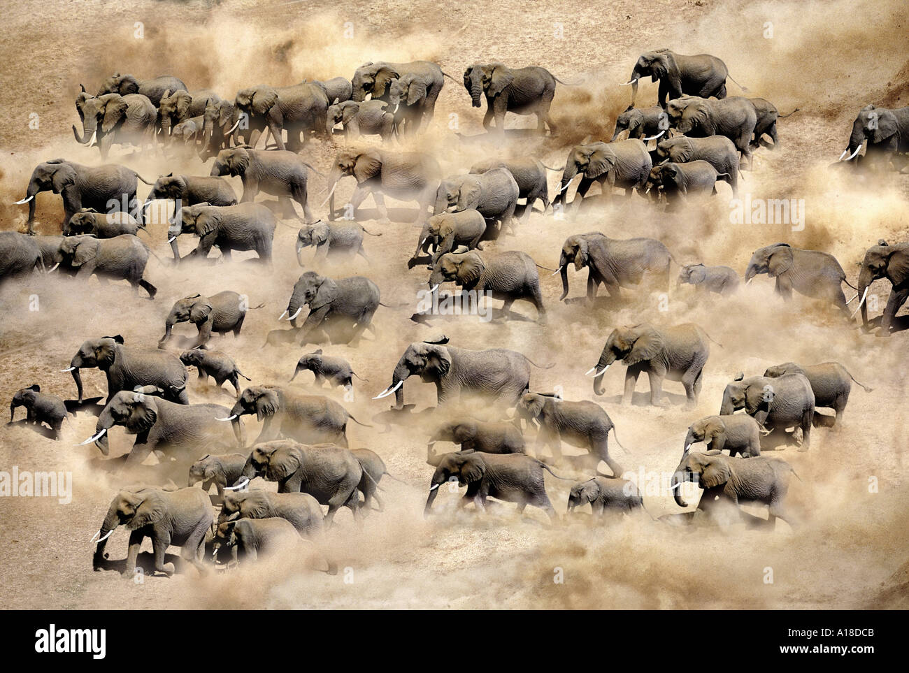 Elefantenherde fotografiert aus der Luft Amboseli-Nationalpark Kenia Stockfoto