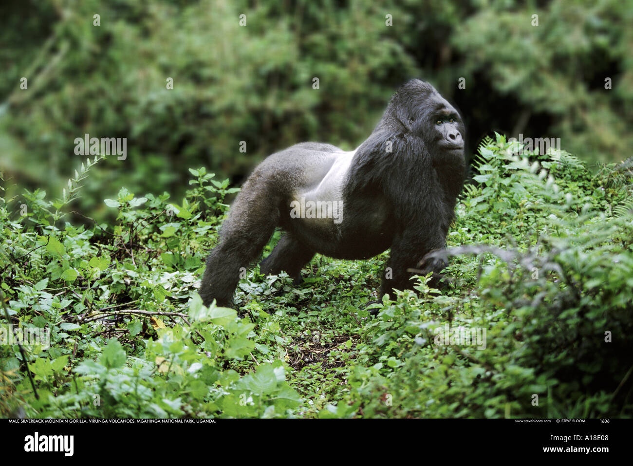 Silberrücken Berggorilla Mgahinga Nationalpark Uganda Stockfoto