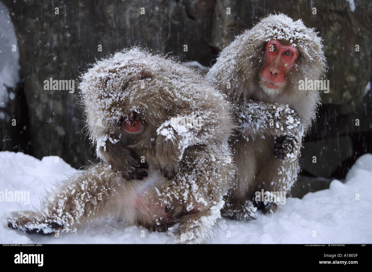 Schnee-Affen Jigokudani Nationalpark Japan Stockfoto