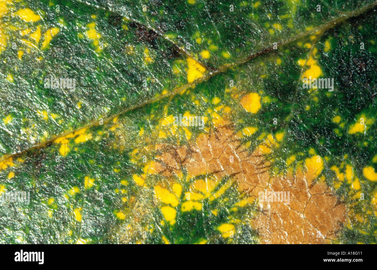 Marssonina rosae -Fotos und -Bildmaterial in hoher Auflösung – Alamy