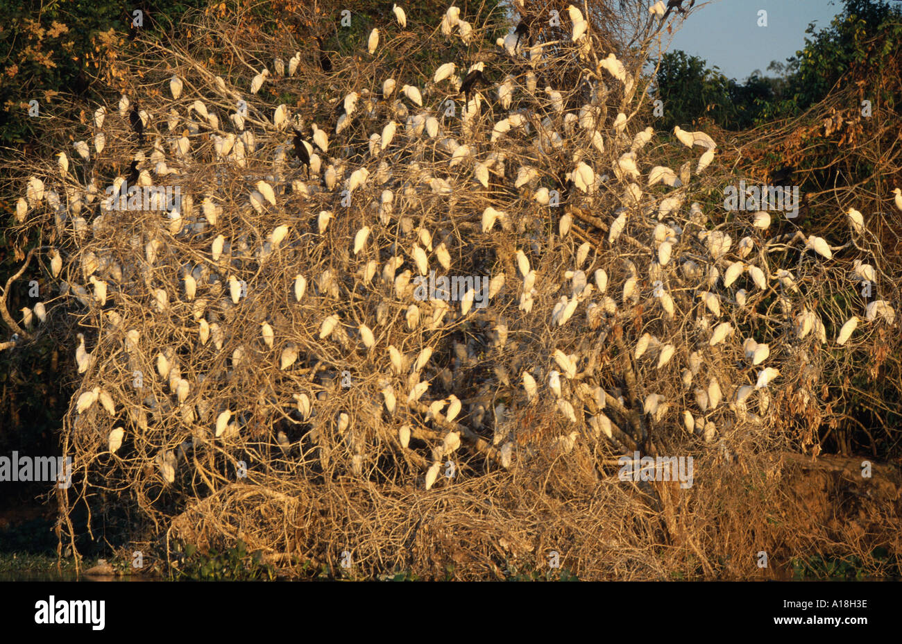 Kuhreiher, Buff-backed Reiher (Ardeola Ibis, Bubulcus Ibis), Gruppe sitzt in einem Baum, Roost. Stockfoto