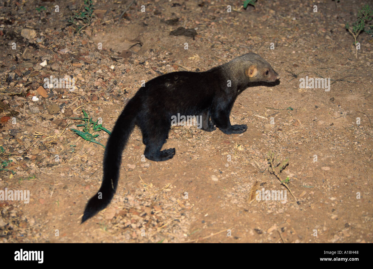 Busch-Hund (Speothossogar Venaticus), stehend. Stockfoto