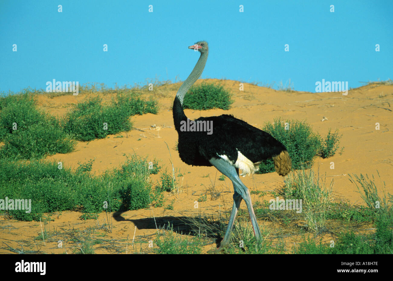 Strauß (Struthio Camelus), stehend zwischen Dünen, Südafrika, Kalahari. Stockfoto