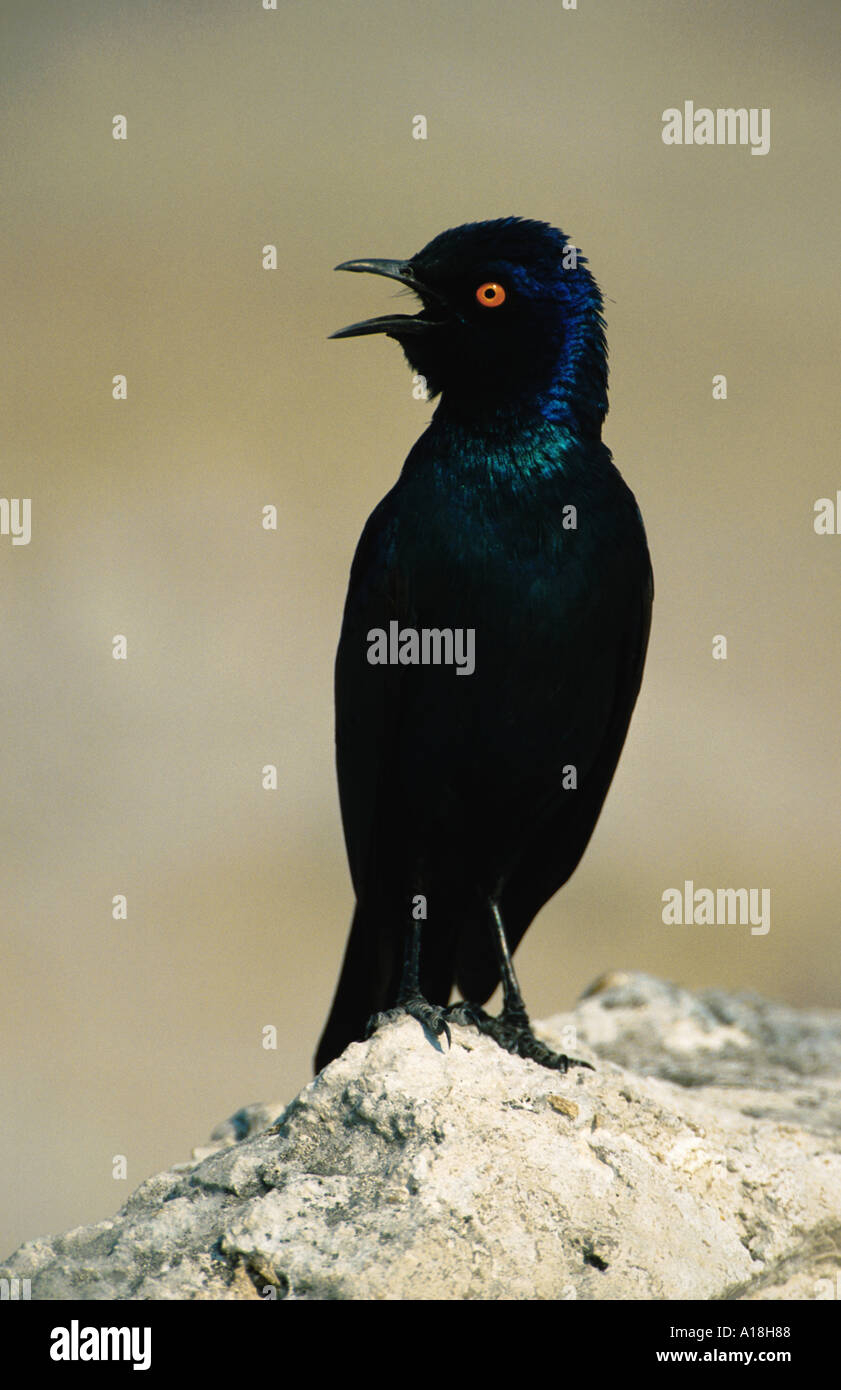 rot-geschultert glänzend Starling (Glanzstare Nitens), singen, Südafrika, Kalahari. Stockfoto